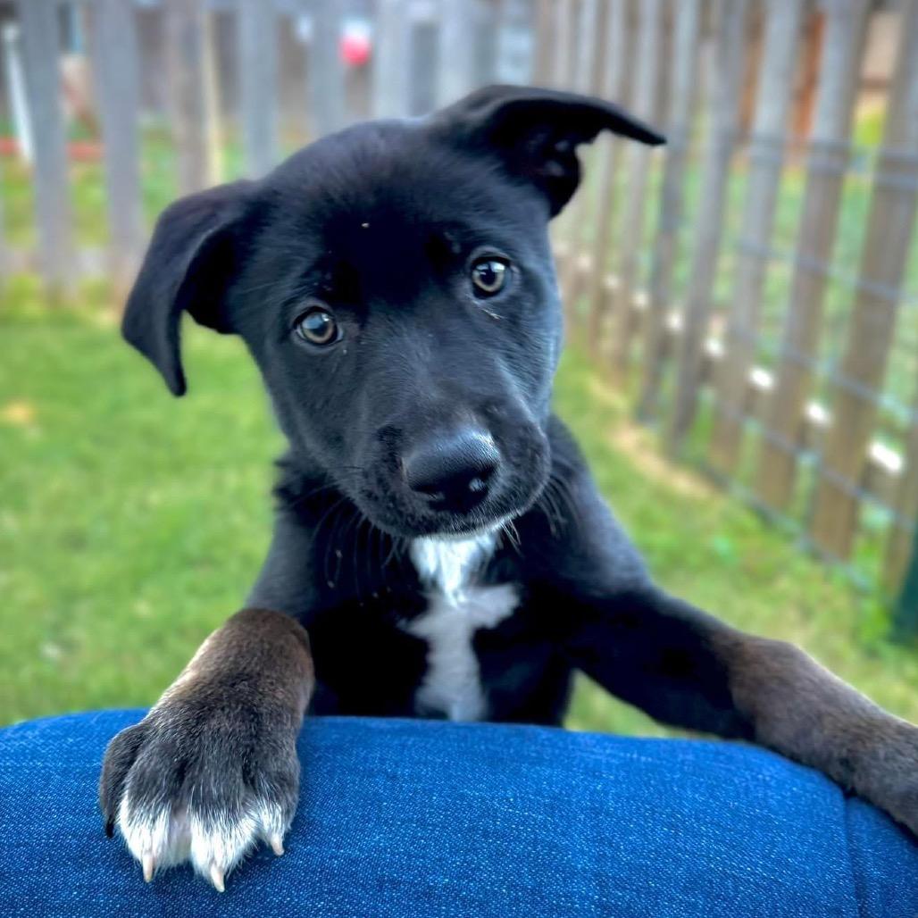 Enlarge Ferris, a Adoptable Mixed Breed in Redwood Valley, CA image 3/6