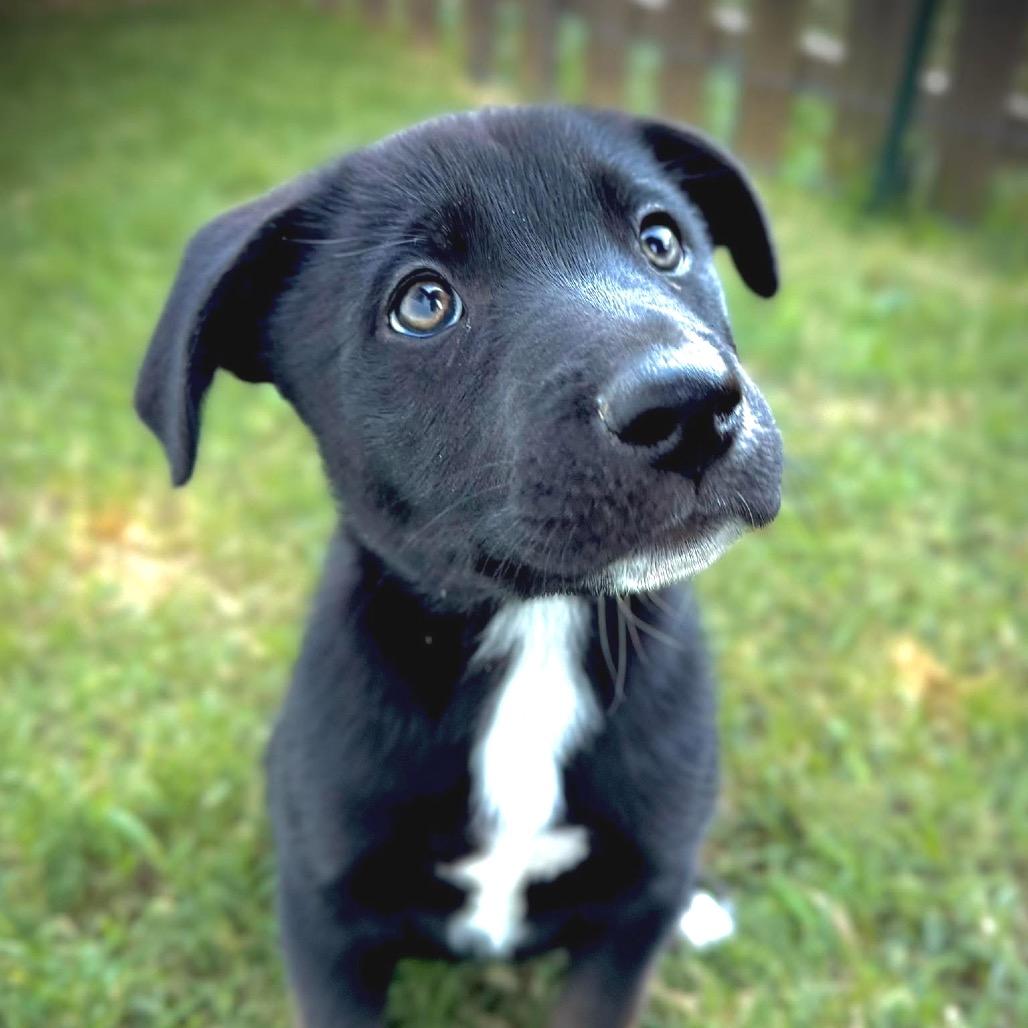 Enlarge Ferris, a Adoptable Mixed Breed in Redwood Valley, CA image 5/6