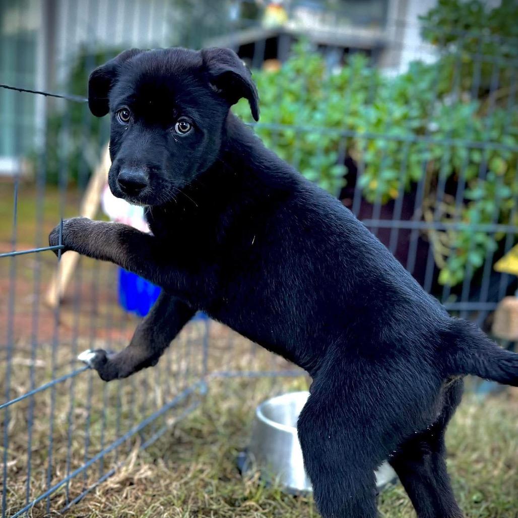 Enlarge Ferris, a Adoptable Mixed Breed in Redwood Valley, CA image 6/6