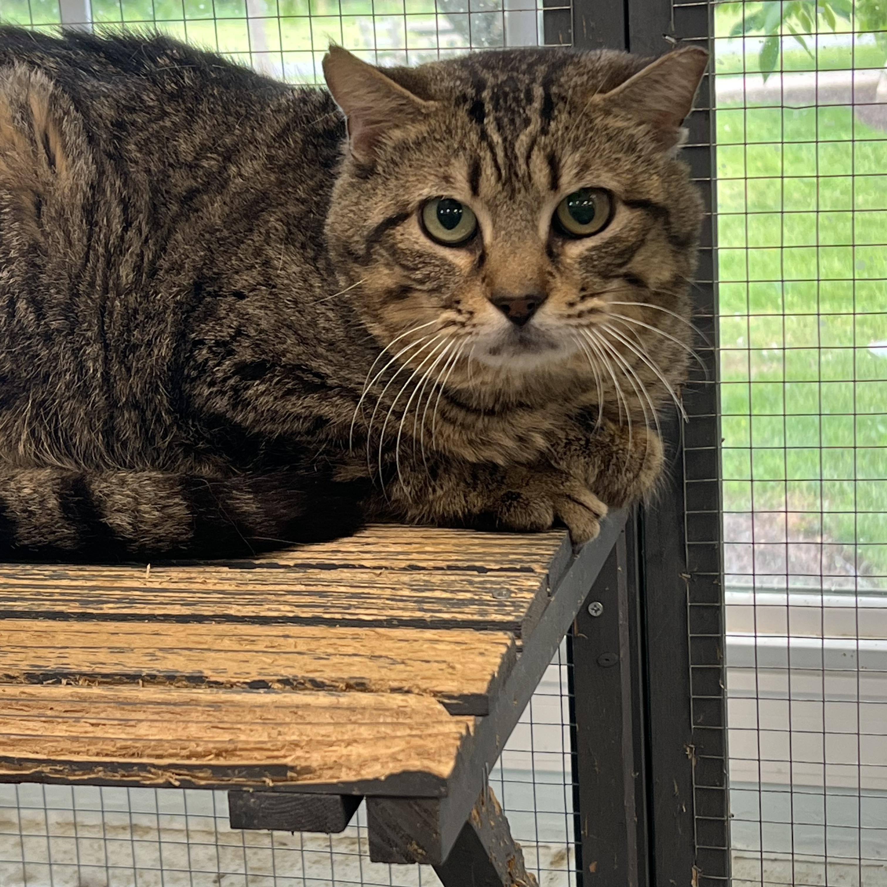 Irwin (working cat) *Adoption fee sponosred*, Adoptable, Young Male Domestic Short Hair.