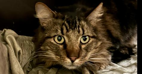 Lucky, Adopted, Adult Male Domestic Long Hair.