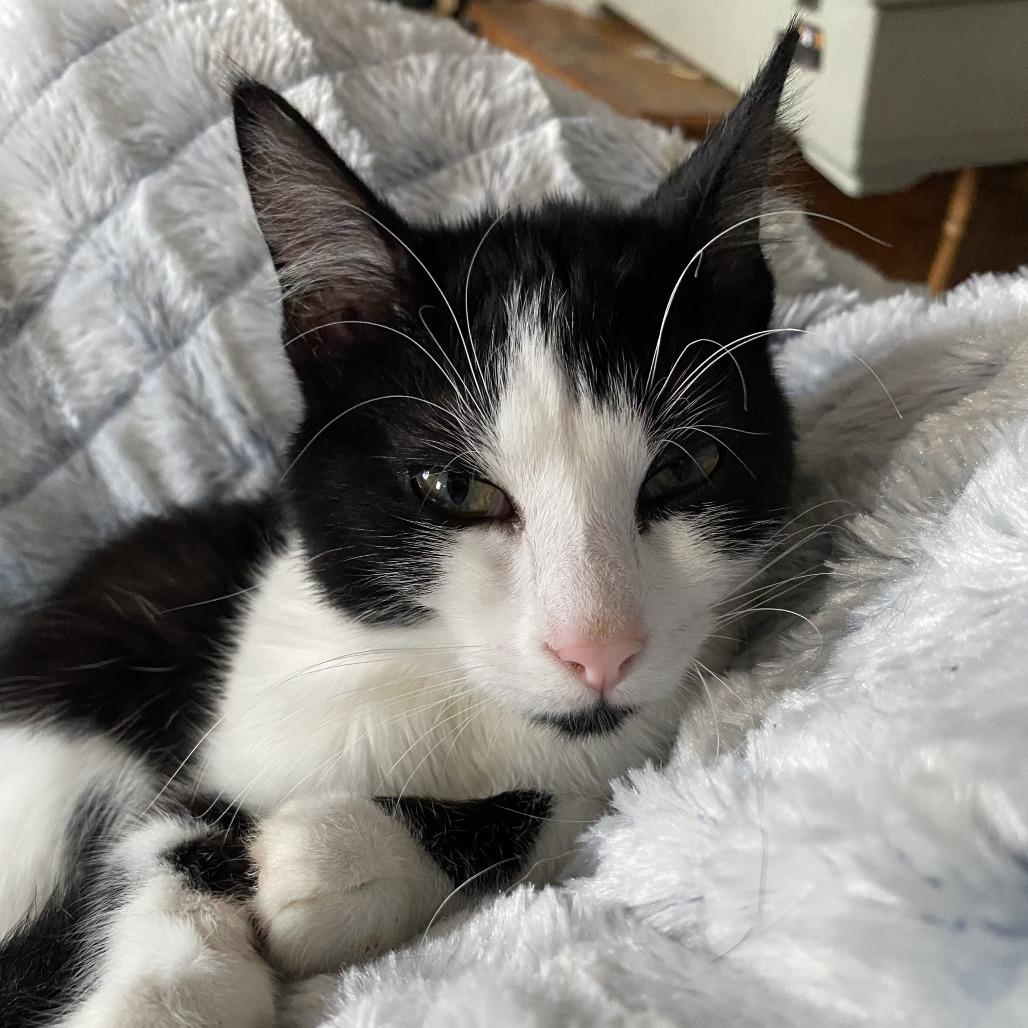 Enlarge Itsy C25-023, a Adoptable Domestic Short Hair in Elbow Lake, MN image 1/1