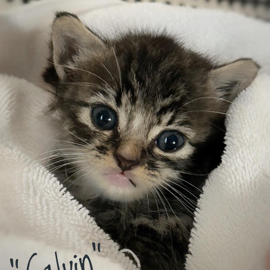 Calvin, Adoptable, Kitten Male Domestic Medium Hair.