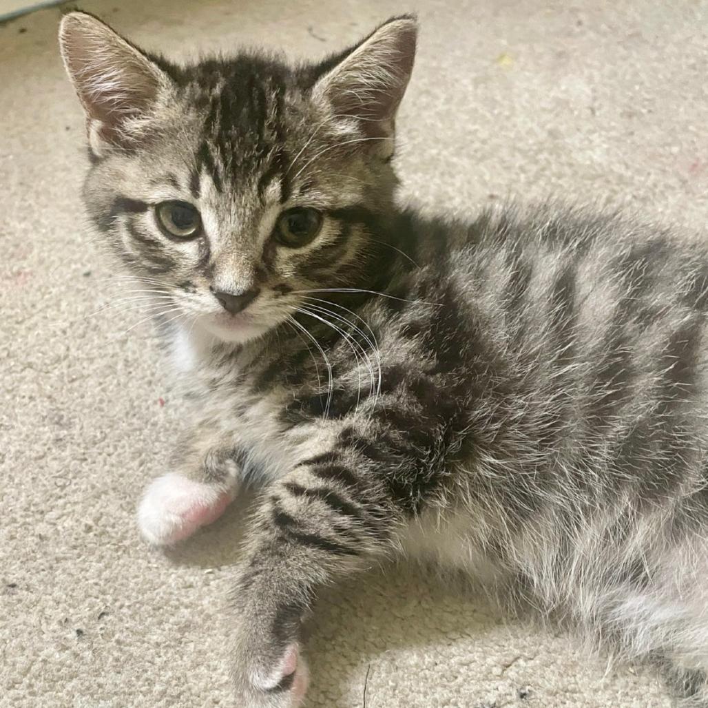 Enlarge Calvin, a Adoptable Domestic Medium Hair in Westminster, CA image 2/3