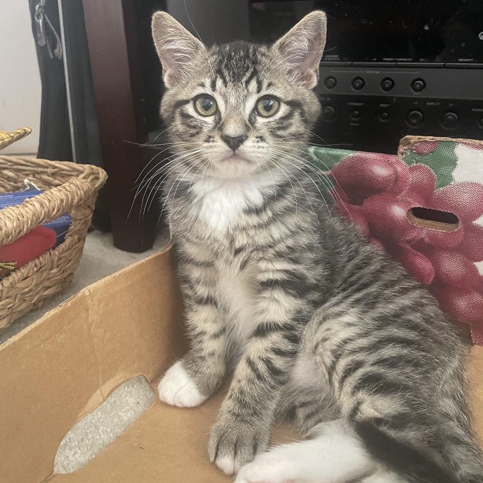 Enlarge Calvin, a Adoptable Domestic Medium Hair in Westminster, CA image 3/3