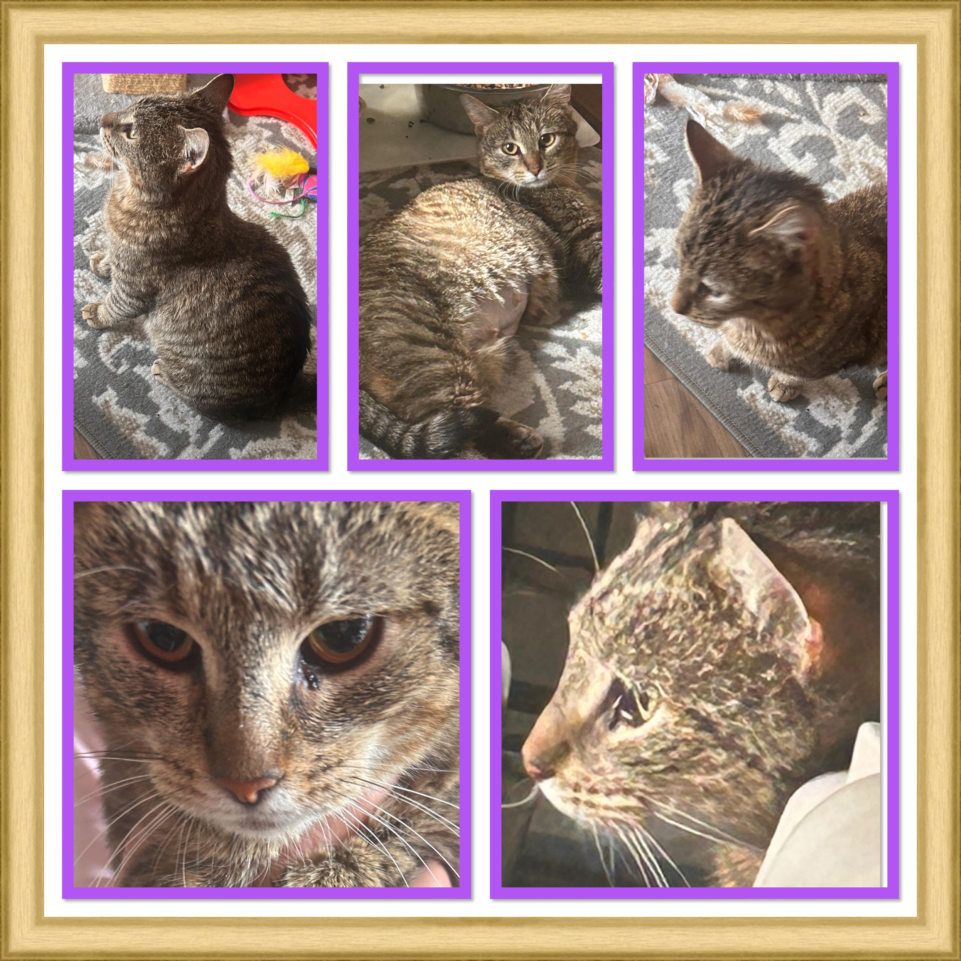 Enlarge Billy Jo, a ADOPTABLE Tabby in Midlothian, VA image 1/1