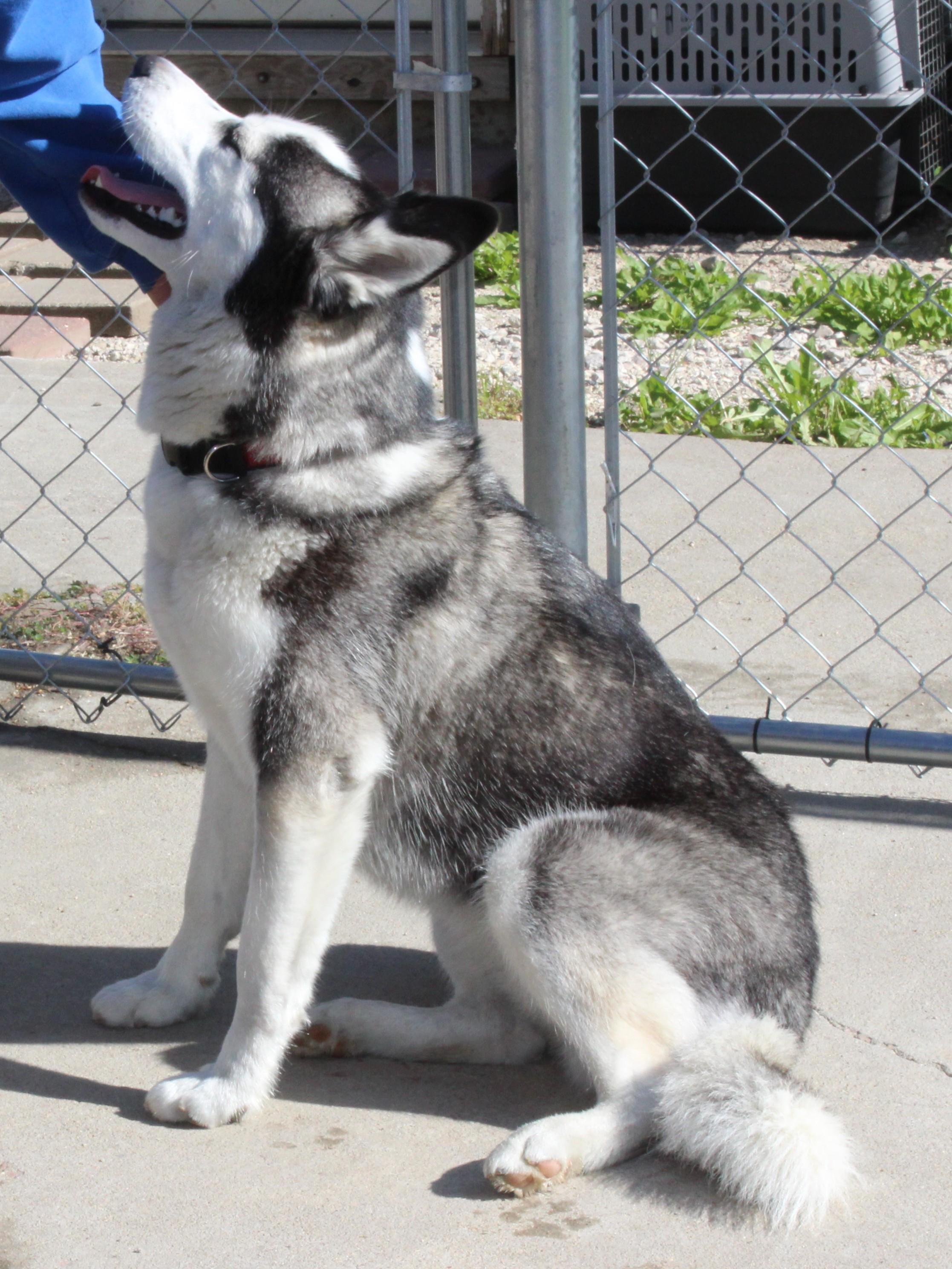 Enlarge Bogie, a Adoptable Siberian Husky in Huron, SD image 4/4