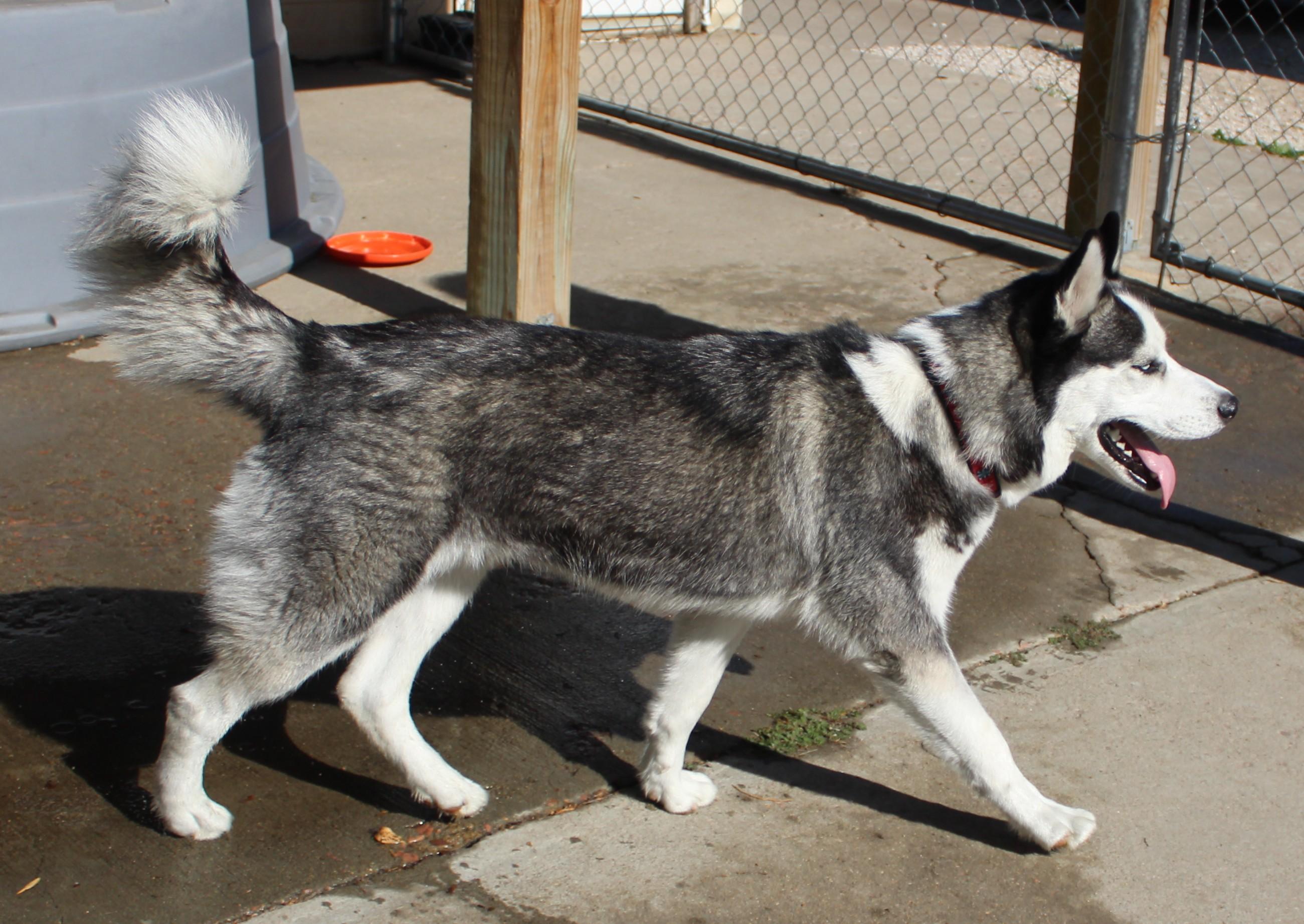 Enlarge Bogie, a Adoptable Siberian Husky in Huron, SD image 2/4