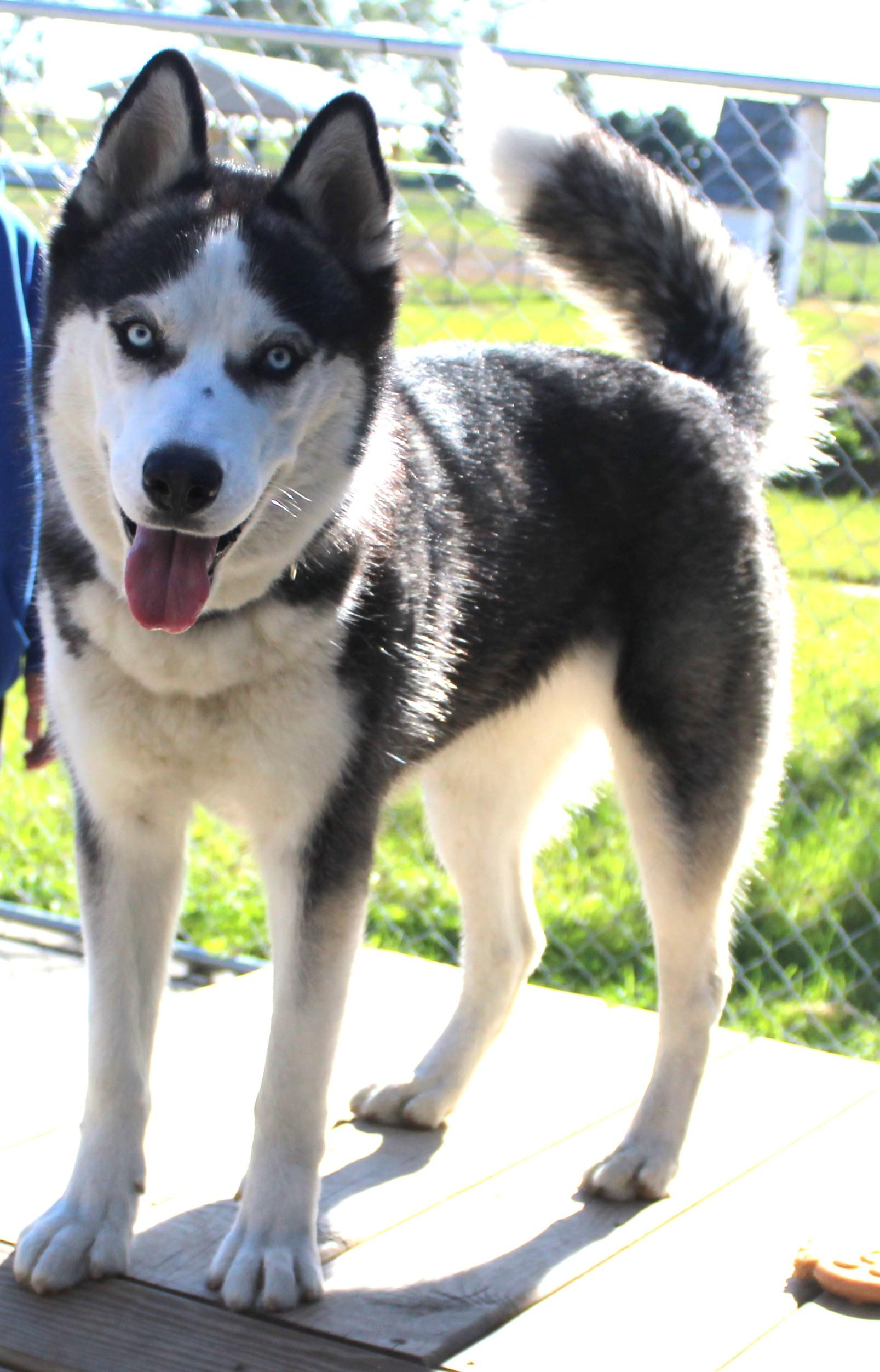 Bogie, Adoptable, Adult Female Siberian Husky.