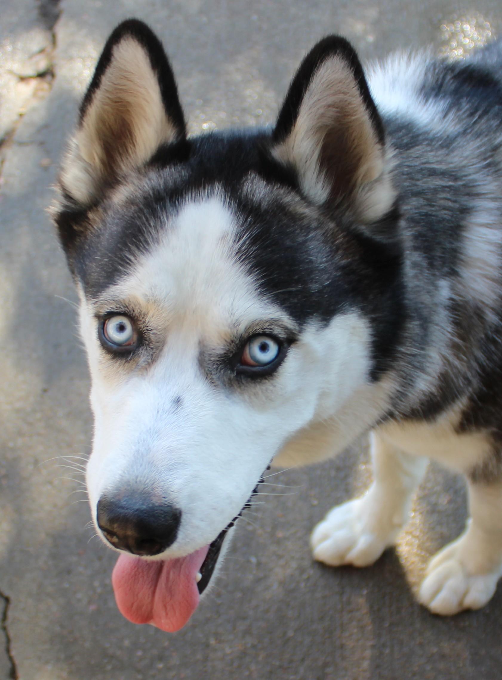 Enlarge Bogie, a Adoptable Siberian Husky in Huron, SD image 3/4