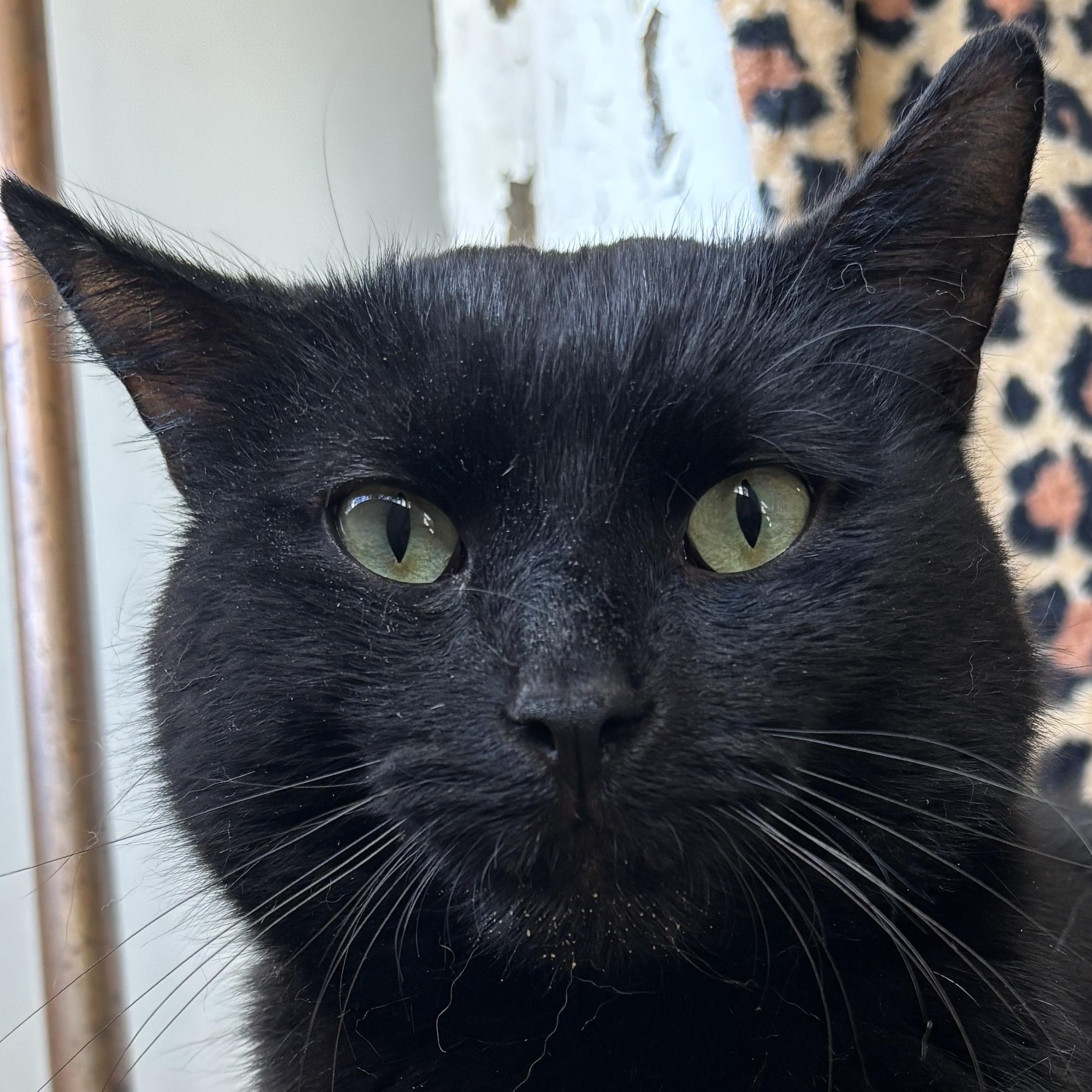 Enlarge BLAZE, a ADOPTABLE Domestic Medium Hair in Shakespeare, ON image 2/3