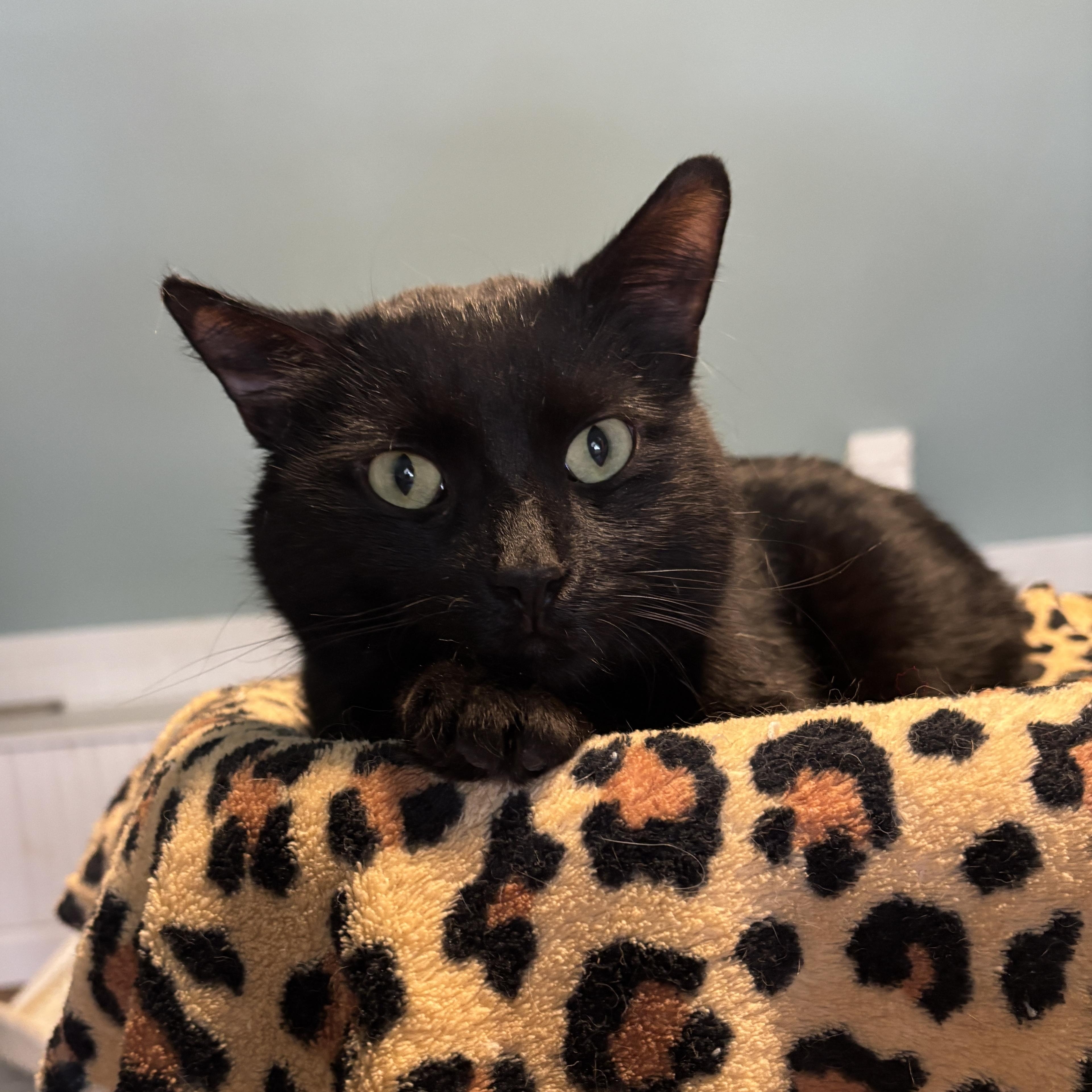 BLAZE, ADOPTABLE, Adult Male Domestic Medium Hair.