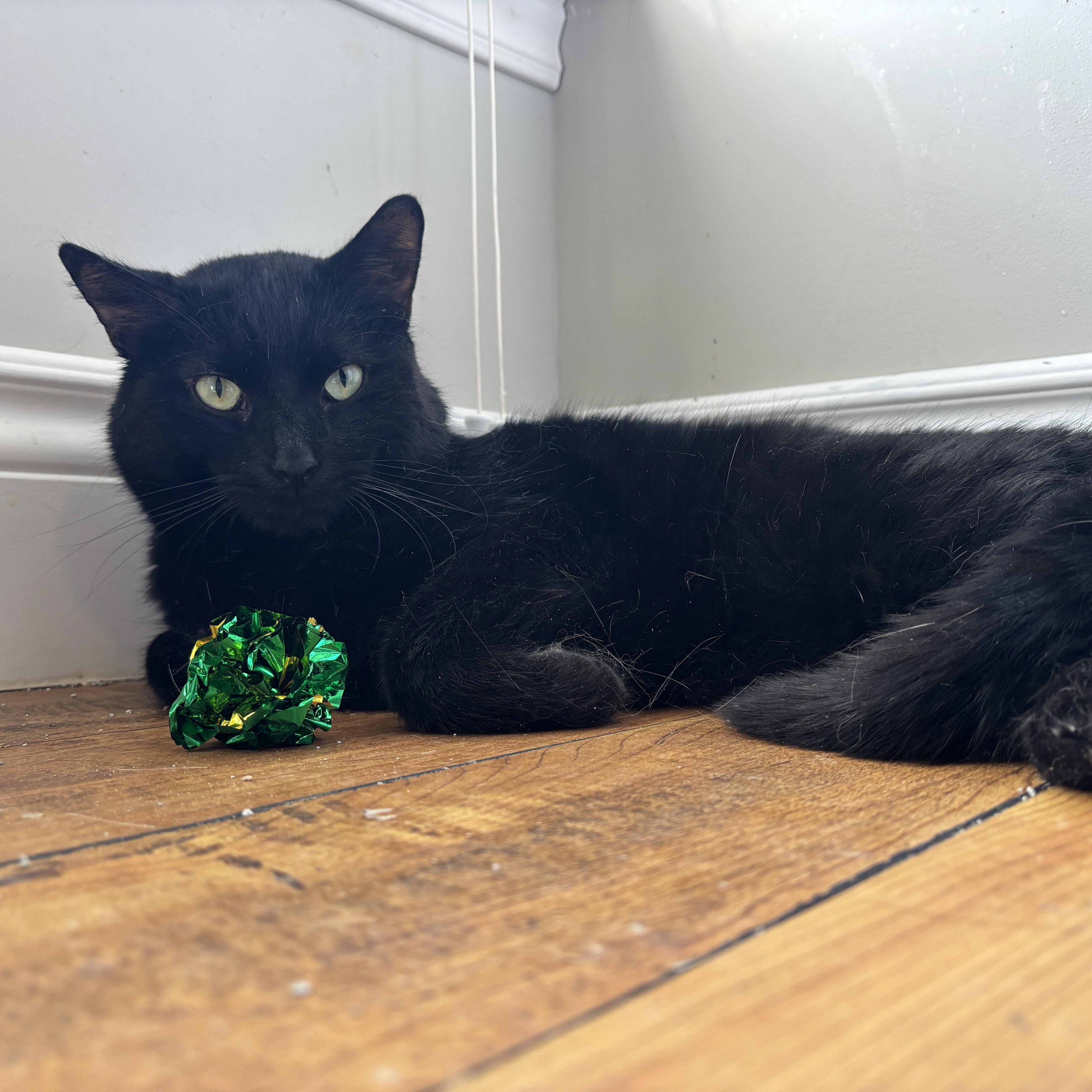 Enlarge BLAZE, a ADOPTABLE Domestic Medium Hair in Shakespeare, ON image 3/3