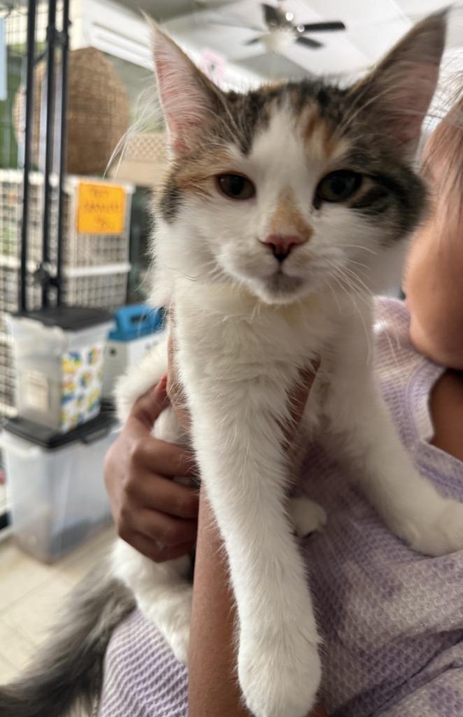 Shiloh, Adopted, Kitten Female Domestic Medium Hair.