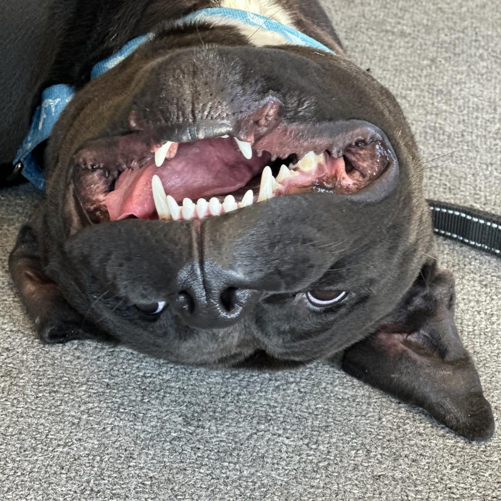 Gideon, a Adoptable Pit Bull Terrier in Brainerd, MN image 1/3