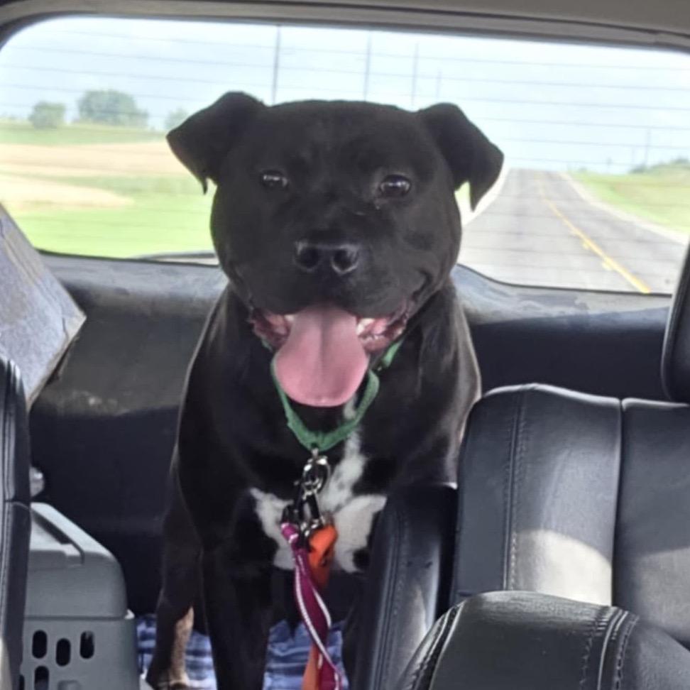 Gideon, a Adoptable Pit Bull Terrier in Brainerd, MN image 2/3