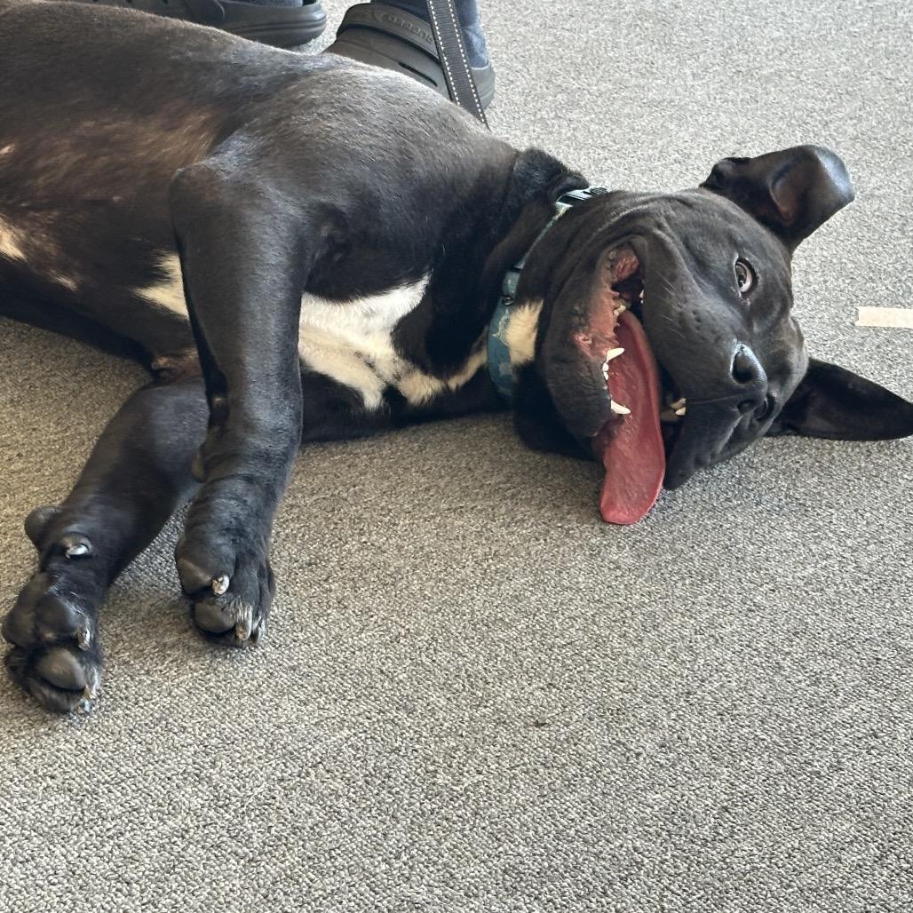 Gideon, a Adoptable Pit Bull Terrier in Brainerd, MN image 3/3