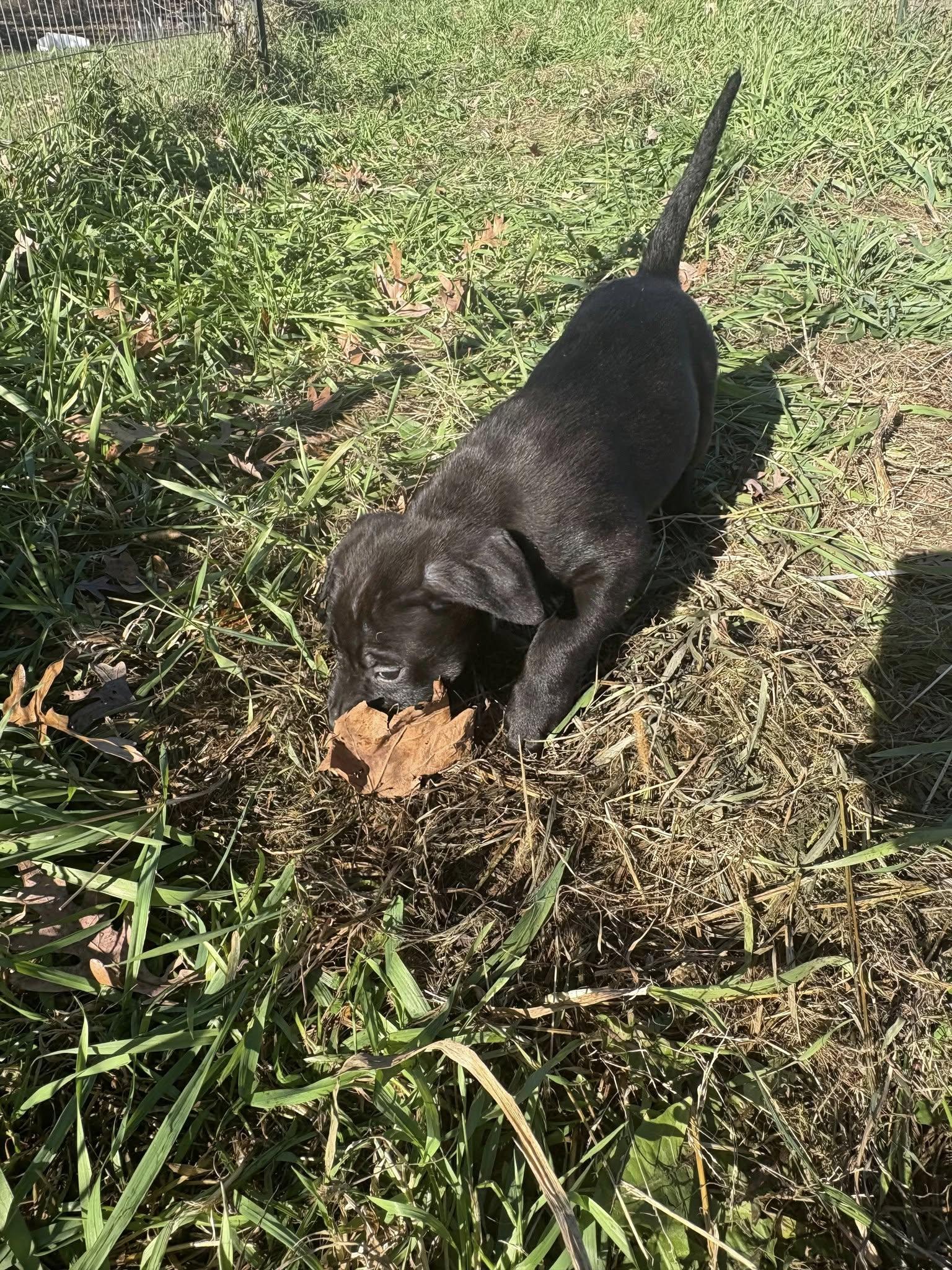 Twighlight Sparkles, Adoptable, Puppy Female Labrador Retriever.