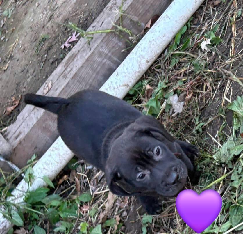 Enlarge Twighlight Sparkles, a Adoptable mixed breed in Mauston, WI image 2/2