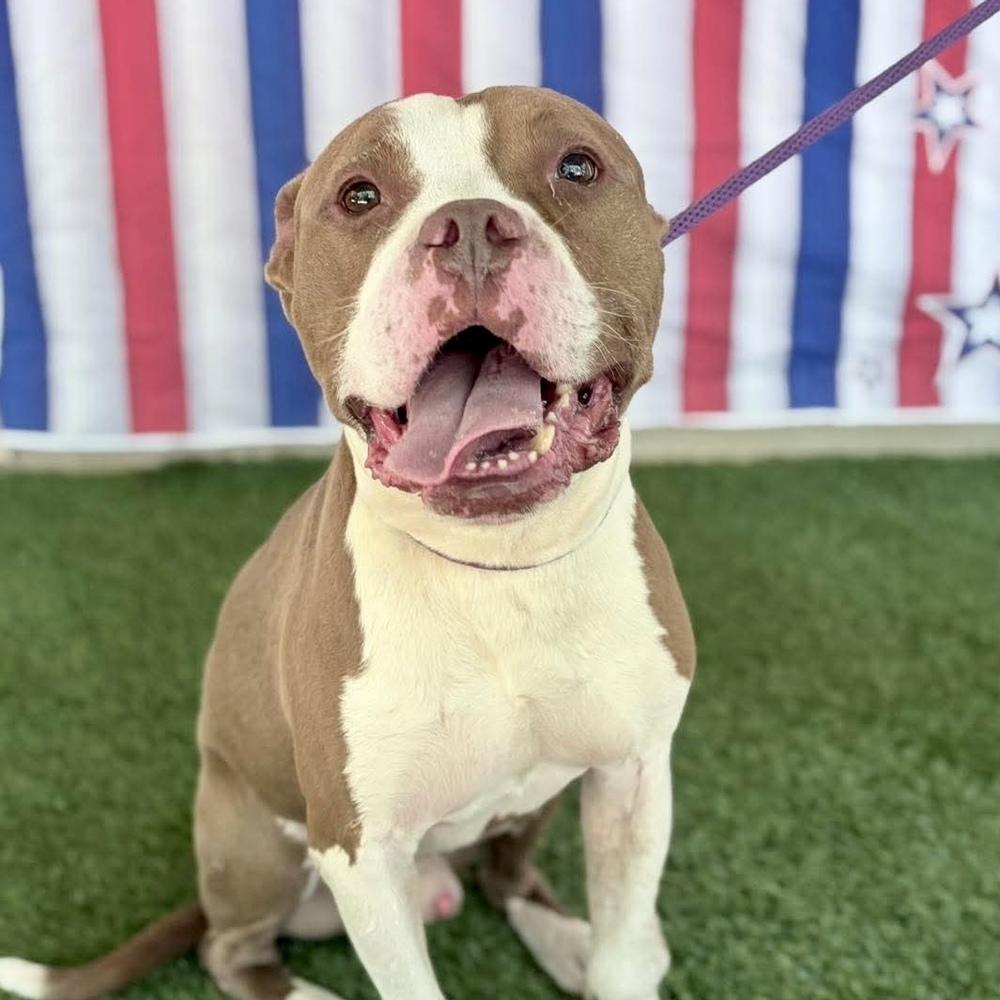 Herman, Adoptable, Adult Male American Staffordshire Terrier & Mixed Breed.