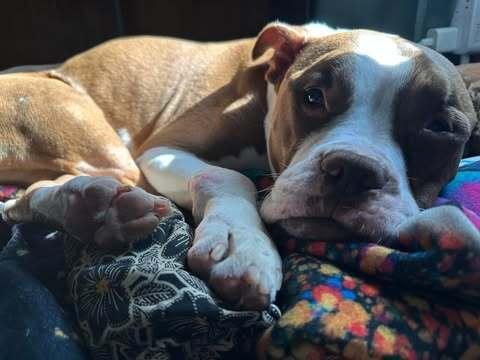 Enlarge Herman, a Adoptable mixed breed in Long Island City, NY image 2/6