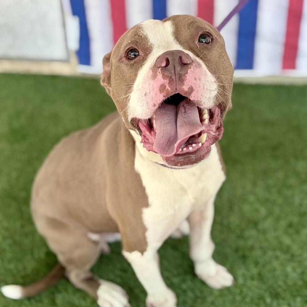 Enlarge Herman, a Adoptable mixed breed in Long Island City, NY image 3/6