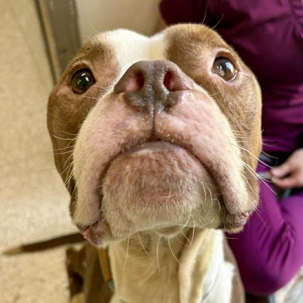 Enlarge Herman, a Adoptable mixed breed in Long Island City, NY image 4/6