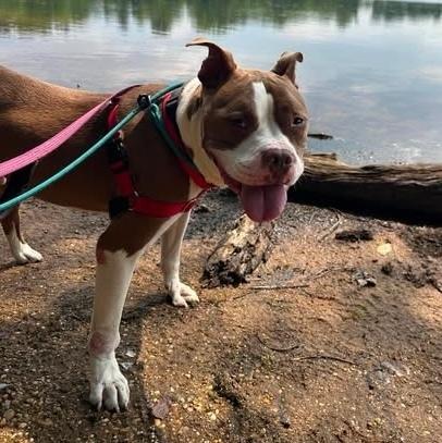 Enlarge Herman, a Adoptable mixed breed in Long Island City, NY image 5/6