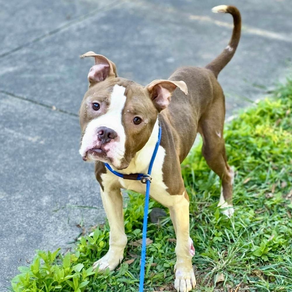 Enlarge Herman, a Adoptable mixed breed in Long Island City, NY image 6/6