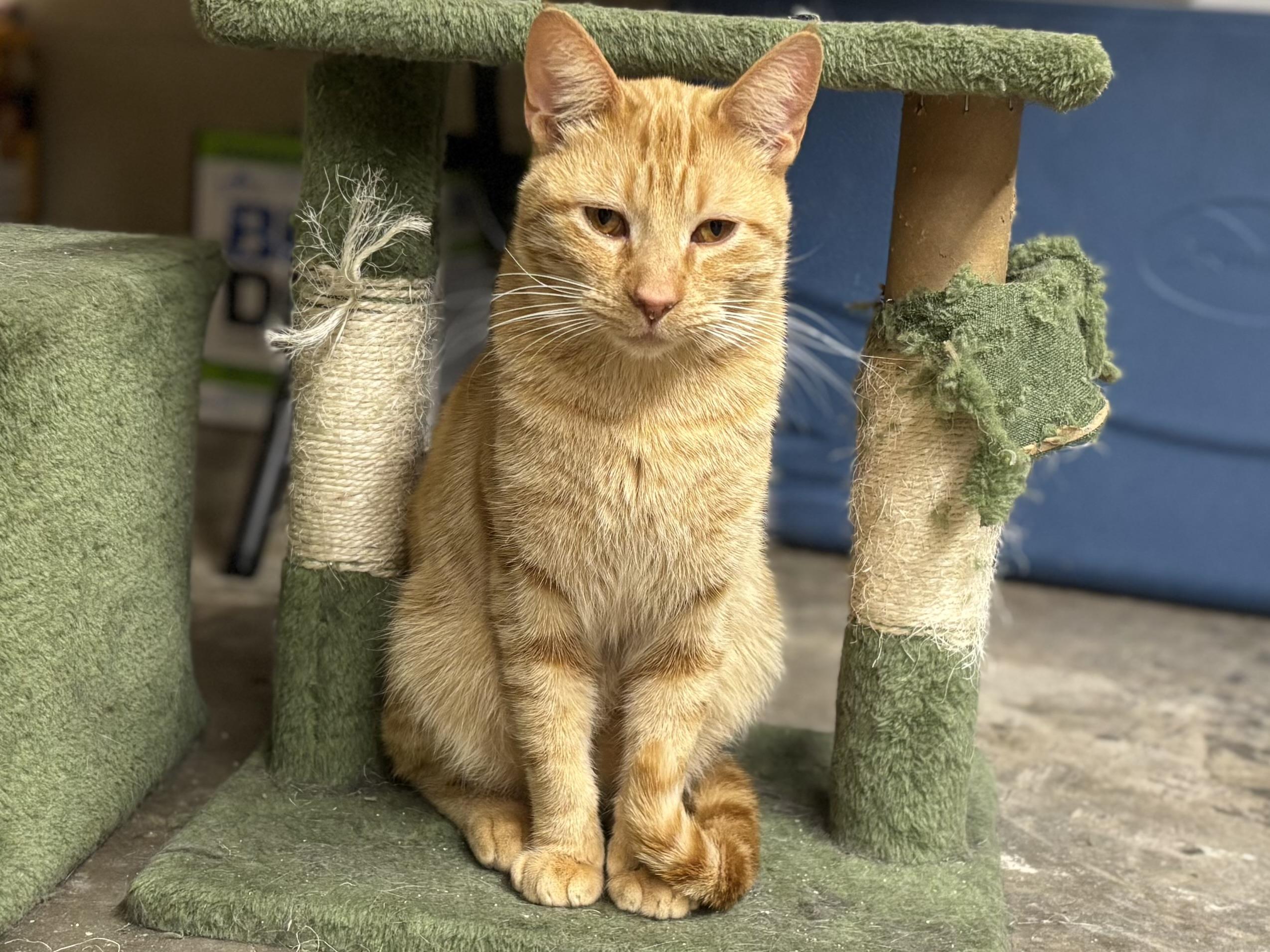 Kevin Bacon , a ADOPTABLE Domestic Short Hair in Melbourne, AR image 5/6