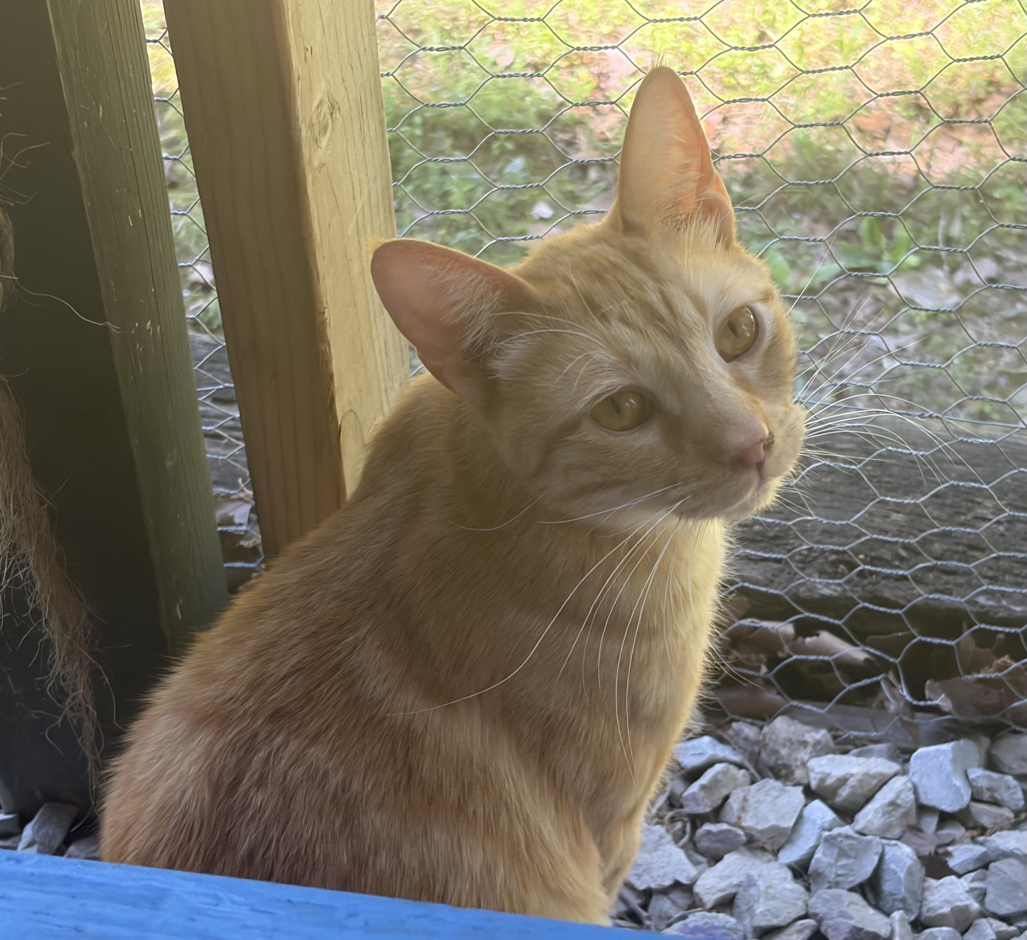 Enlarge Kevin Bacon , a ADOPTABLE Domestic Short Hair in Melbourne, AR image 6/6
