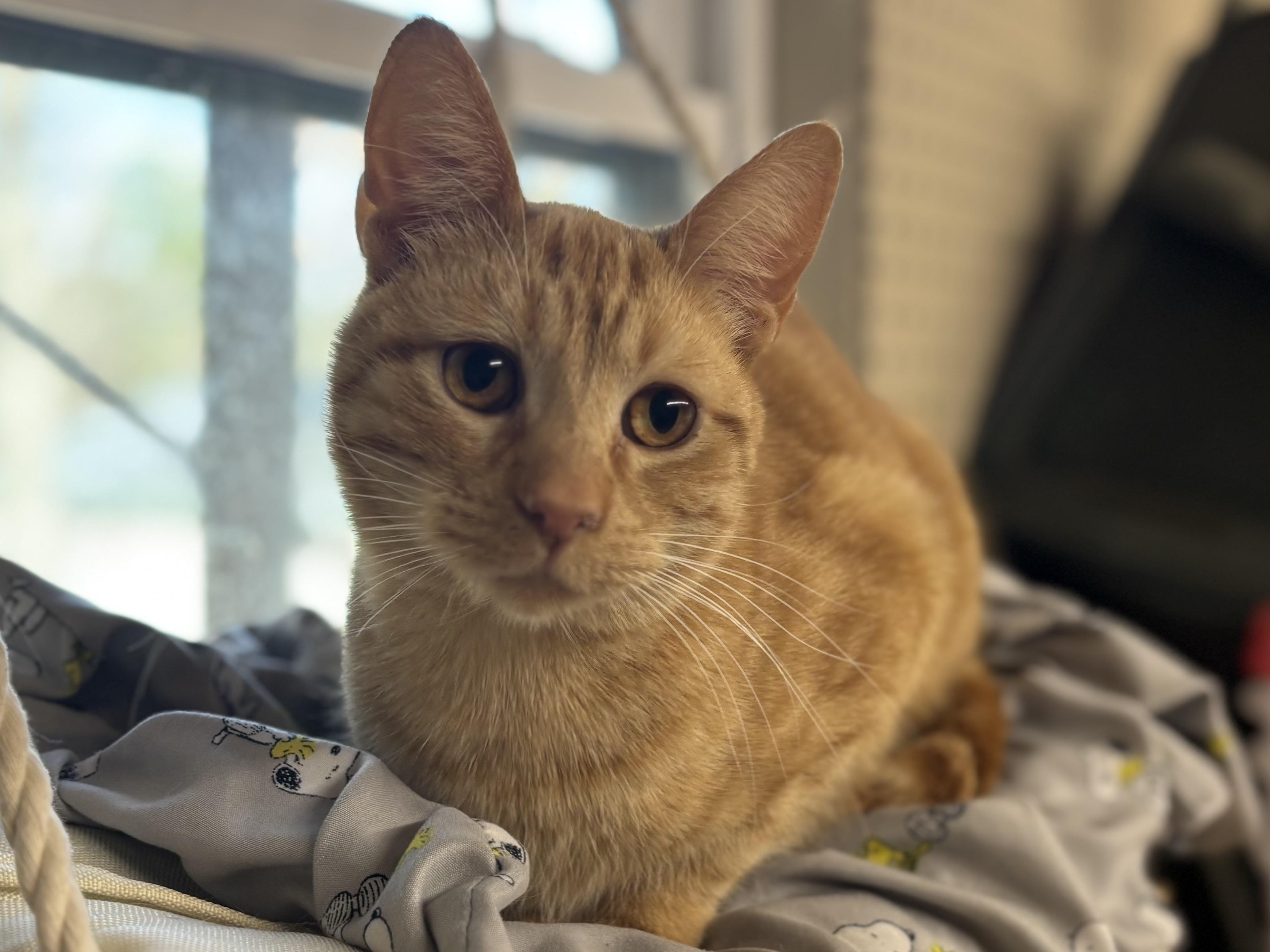 Kevin Bacon , ADOPTABLE, Adult Male Domestic Short Hair.