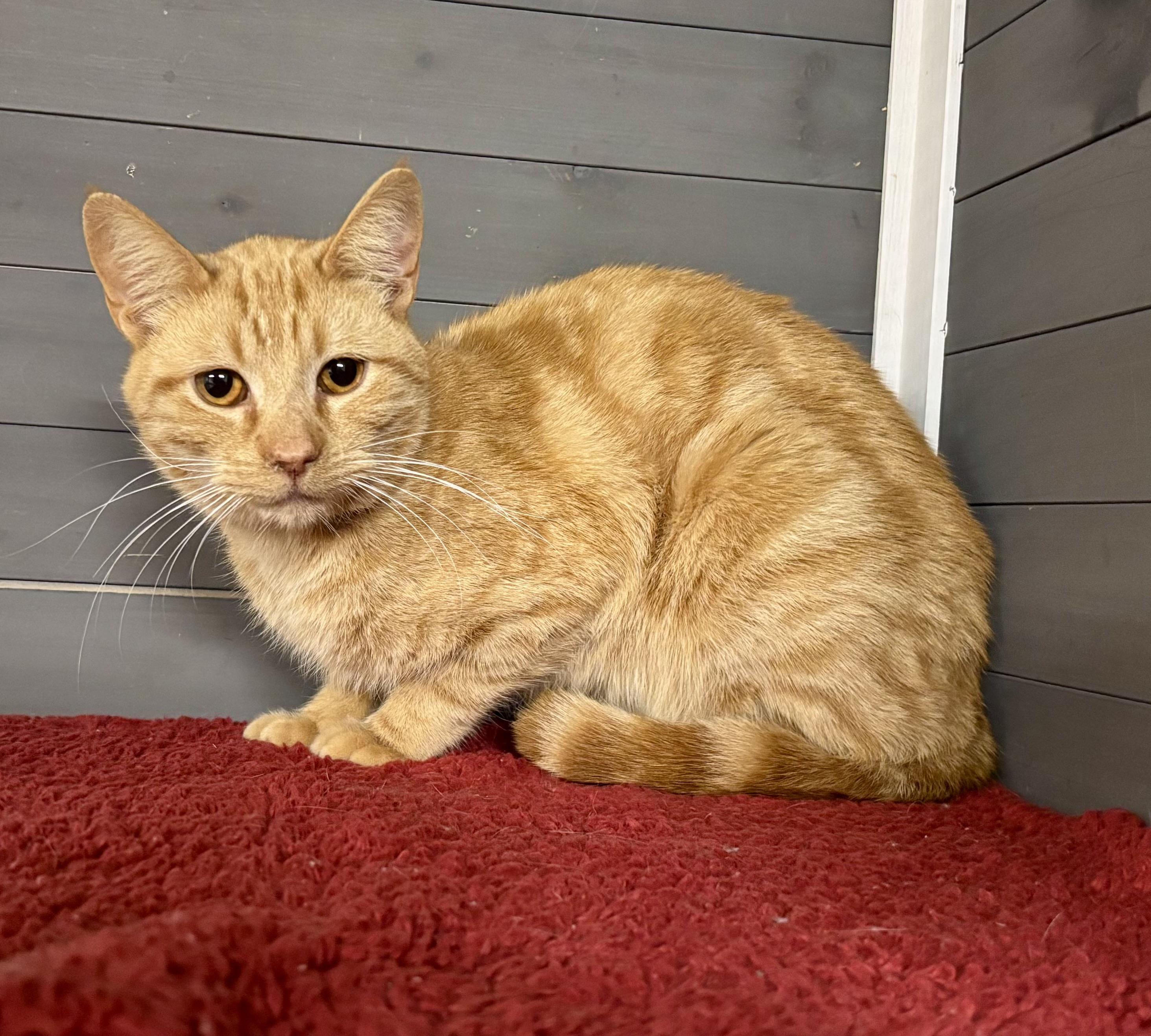 Kevin Bacon , a ADOPTABLE Domestic Short Hair in Melbourne, AR image 4/6