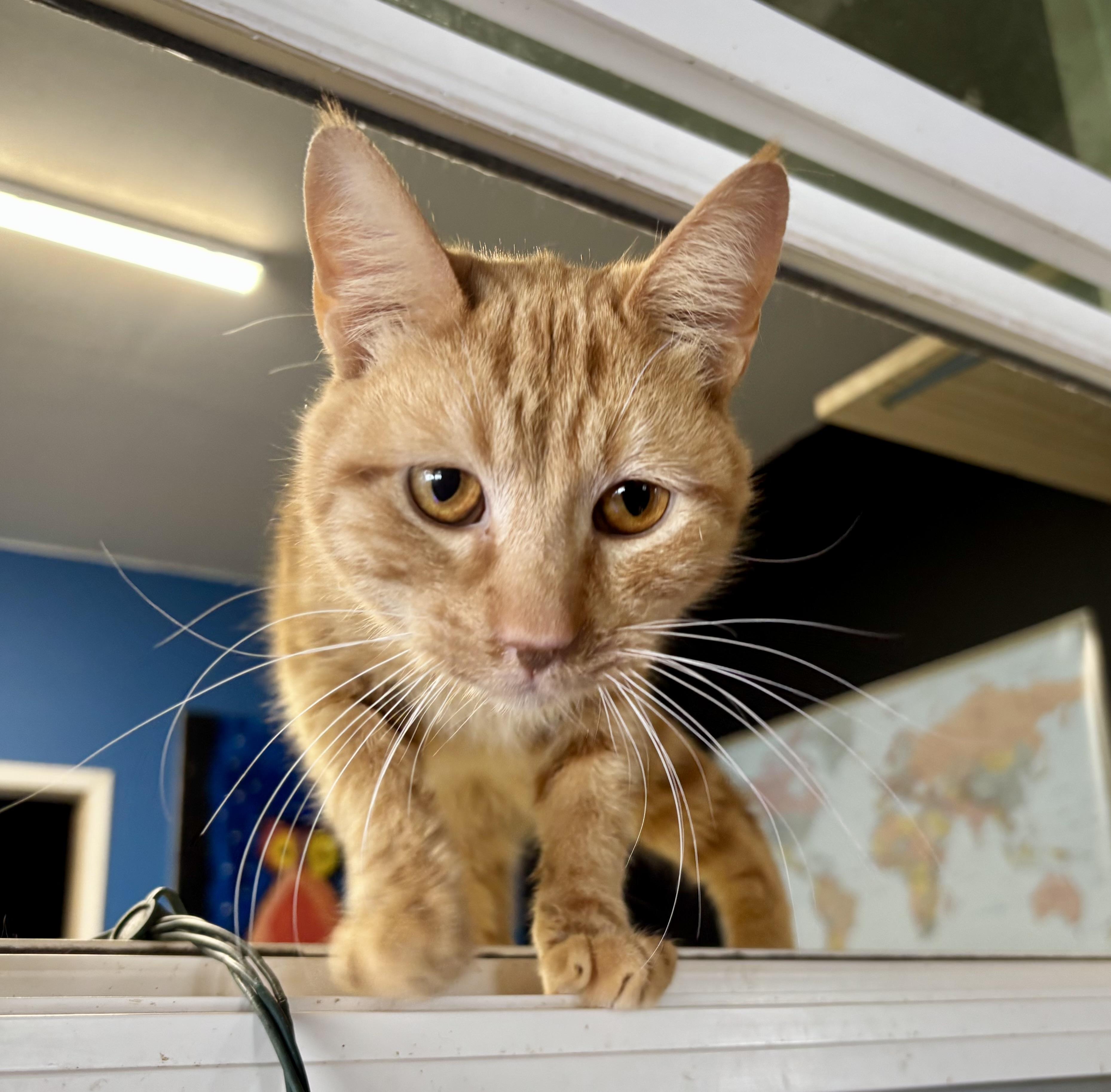 Kevin Bacon , a ADOPTABLE Domestic Short Hair in Melbourne, AR image 6/6