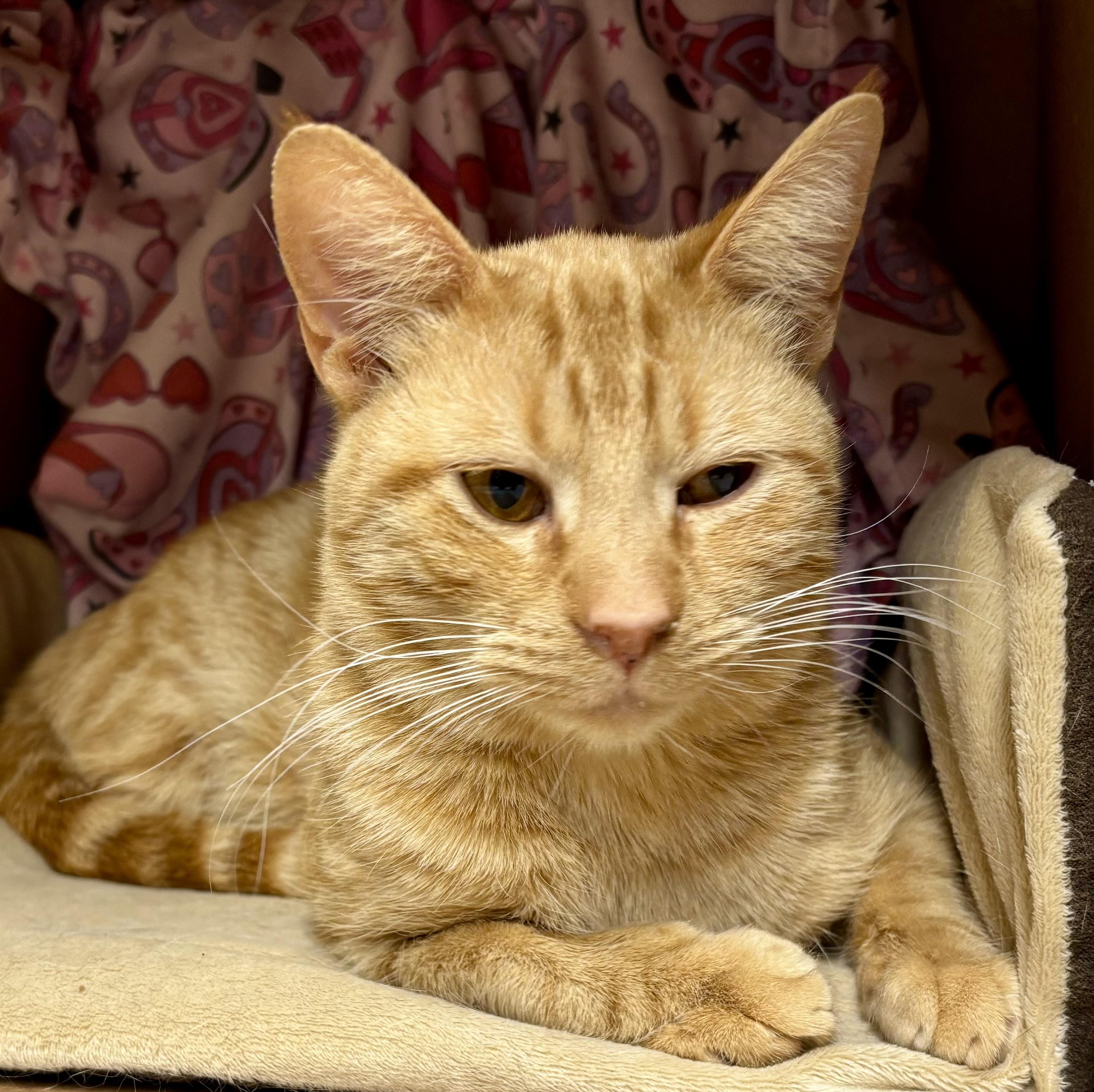 Kevin Bacon , a ADOPTABLE Domestic Short Hair in Melbourne, AR image 2/6