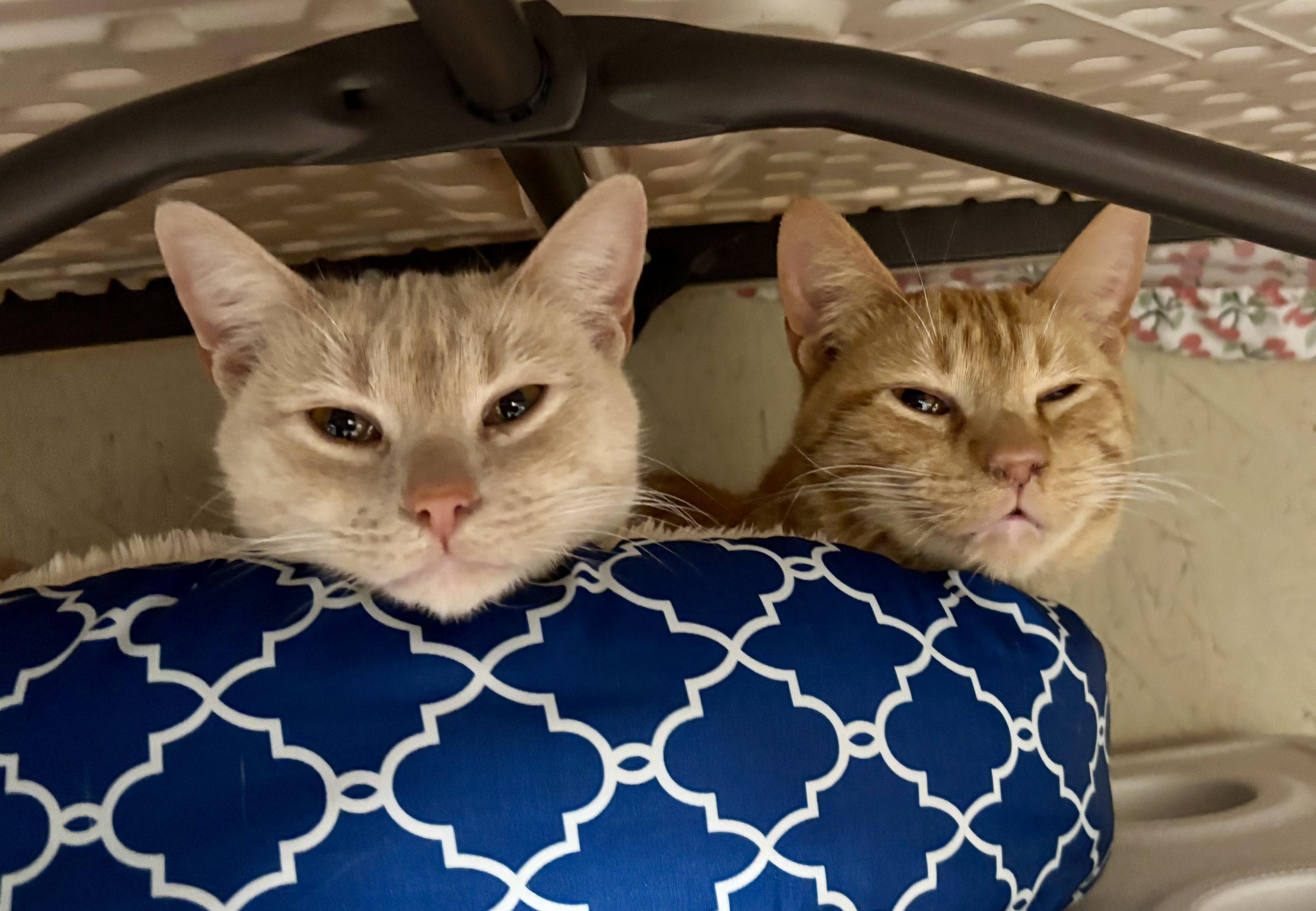 Kevin Bacon , a ADOPTABLE Domestic Short Hair in Melbourne, AR image 3/6