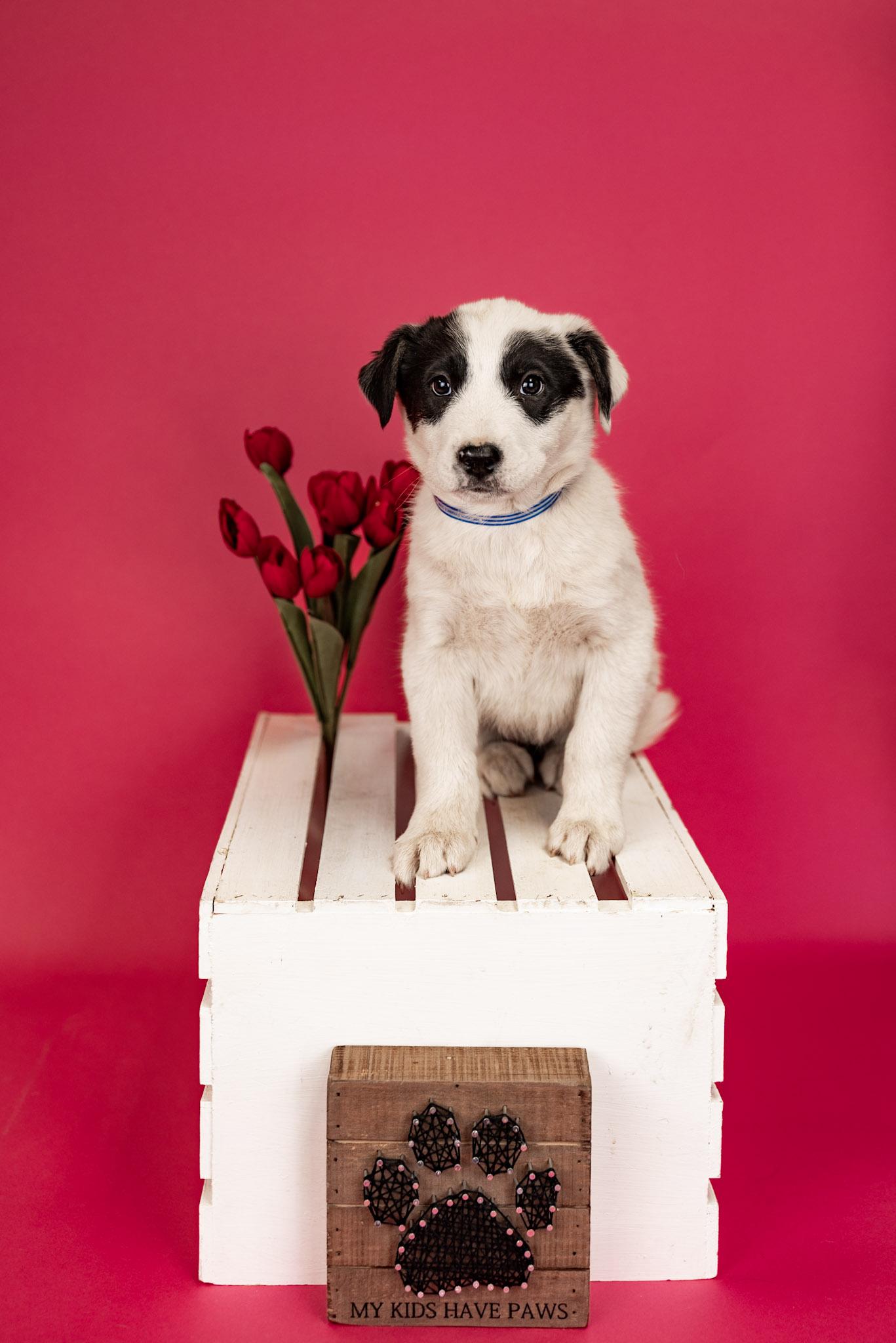 Enlarge 273-26, a ADOPTABLE mixed breed in Brighton, CO image 1/1