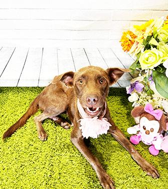 Enlarge CHRISTMAS, a Adoptable mixed breed in Castro Valley, CA image 1/4
