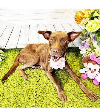 Enlarge CHRISTMAS, a Adoptable mixed breed in Castro Valley, CA image 2/4