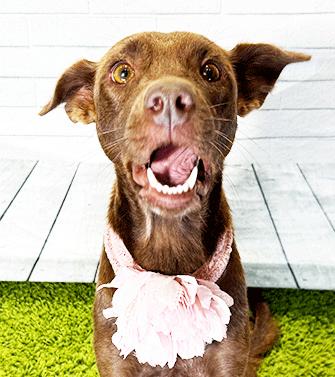 Enlarge CHRISTMAS, a Adoptable mixed breed in Castro Valley, CA image 3/4