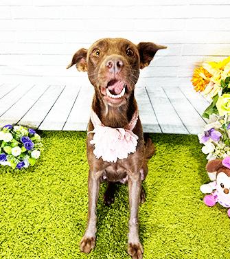 Enlarge CHRISTMAS, a Adoptable mixed breed in Castro Valley, CA image 4/4