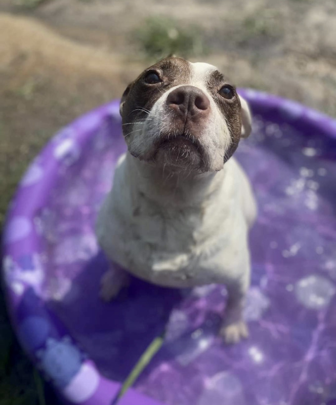 Enlarge Meatball, a Adoptable mixed breed in Georgetown, TN image 9/12
