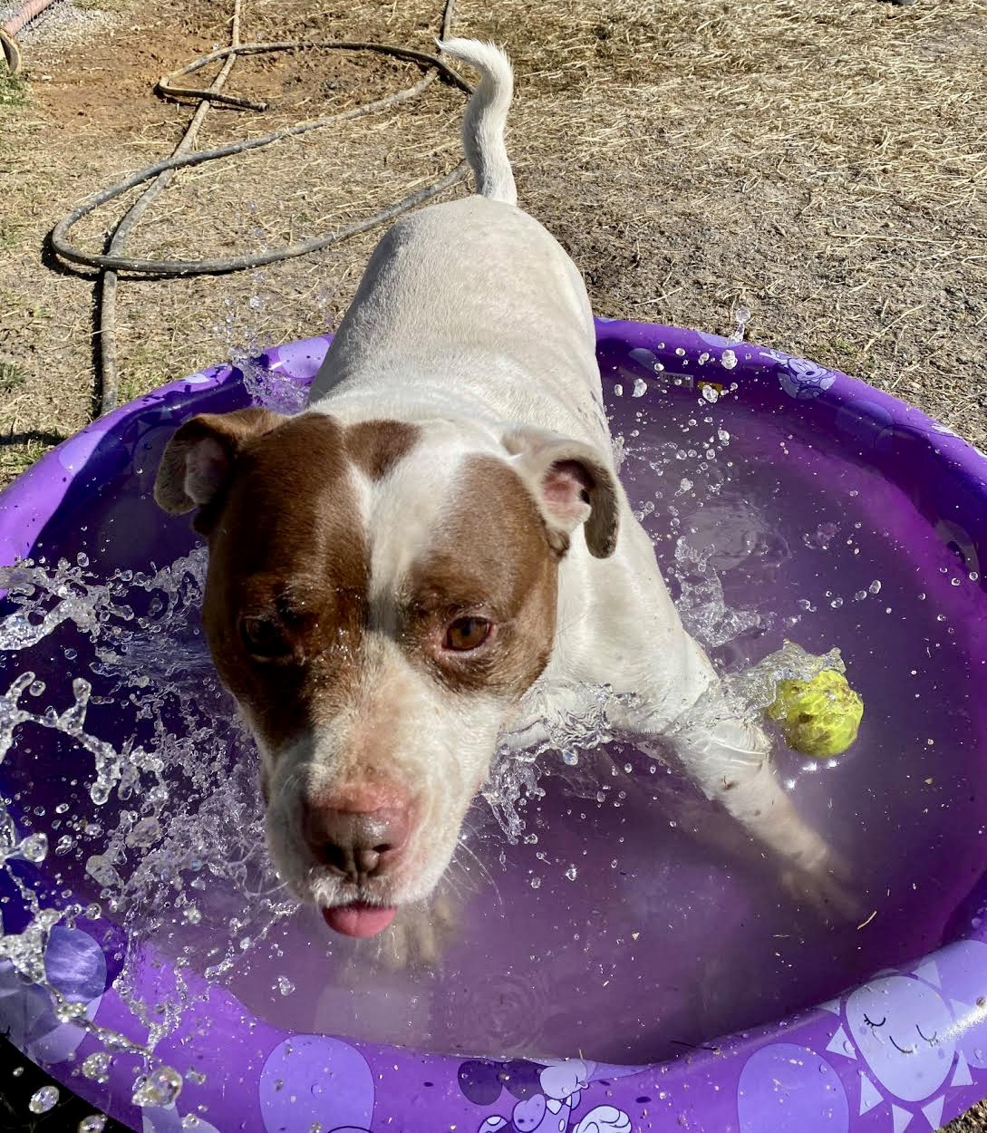Enlarge Meatball, a Adoptable mixed breed in Georgetown, TN image 12/12