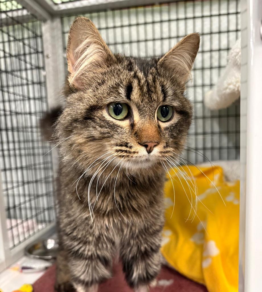 Mr. Worldwide, Adoptable, Young Male Domestic Medium Hair.