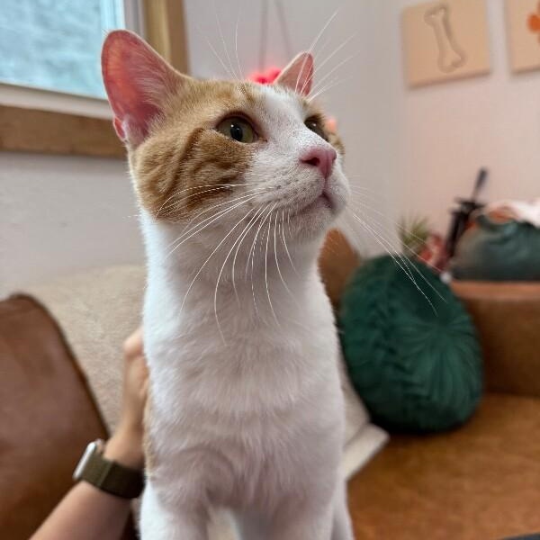 Jelly Roll — thumbnail 3