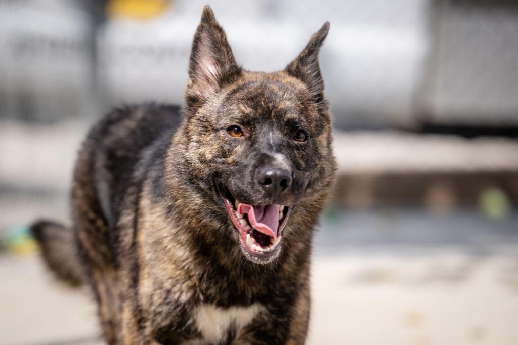 Sapphire, Adoptable, Young Female Shepherd.