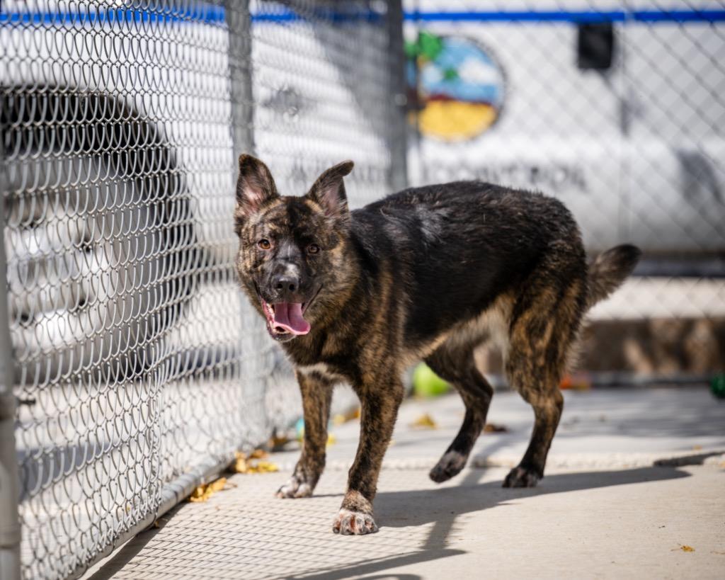 Enlarge Sapphire, a Adoptable mixed breed in Twentynine Palms, CA image 2/6