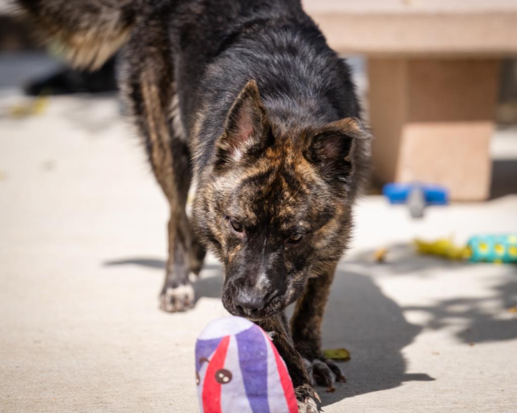 Enlarge Sapphire, a Adoptable mixed breed in Twentynine Palms, CA image 3/6
