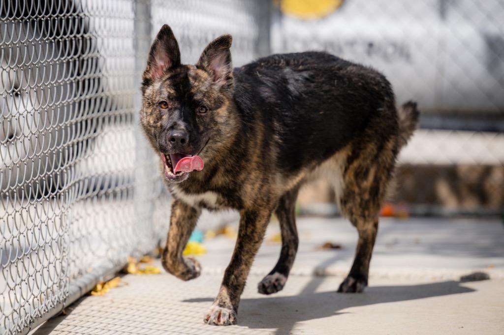 Enlarge Sapphire, a Adoptable mixed breed in Twentynine Palms, CA image 4/6