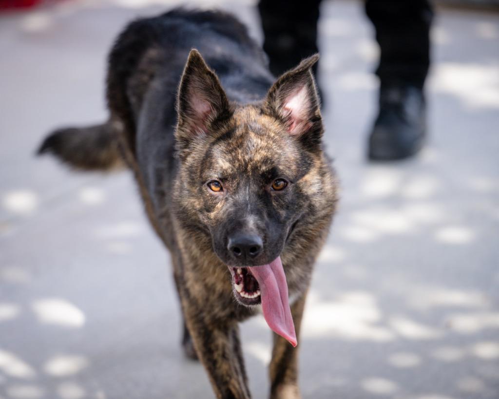 Enlarge Sapphire, a Adoptable mixed breed in Twentynine Palms, CA image 5/6